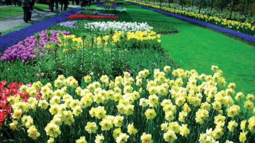 Keukenhof – Vương quốc của mùa xuân